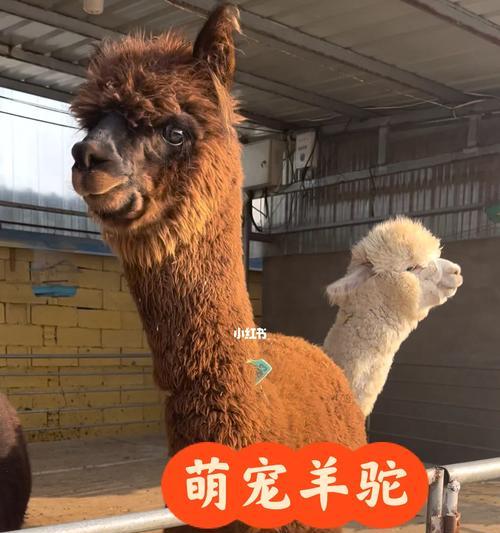 光剑如何变成羊驼？使用方法是什么？