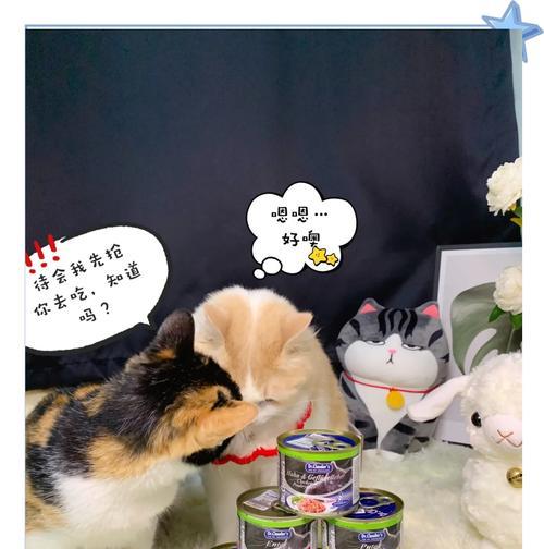 猫粮和罐头如何搭配喂食？哪种喂食方式更好？