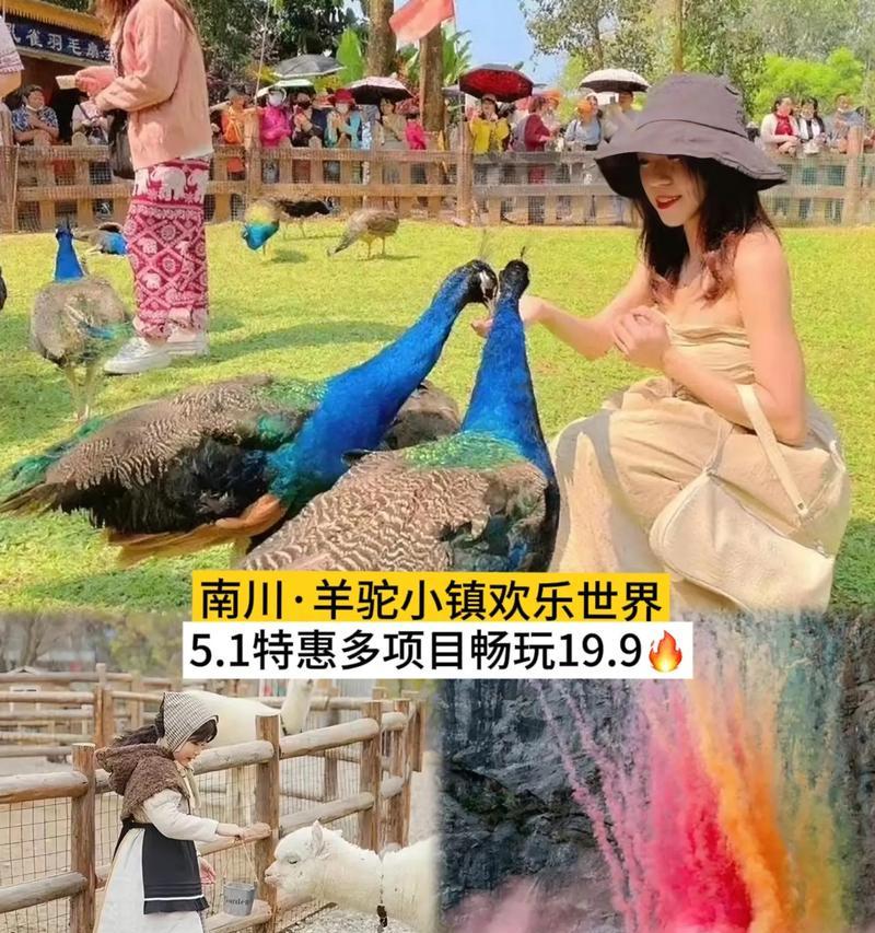 南阳羊驼小镇的收费情况如何？有哪些服务项目？