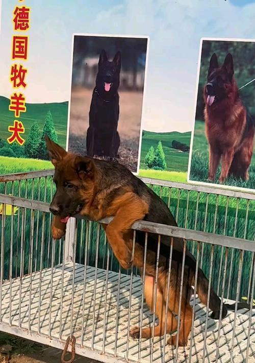 德牧包的市场价格是多少？