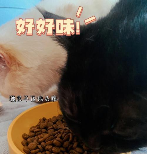 猫粮拌肉会挑食吗为什么？这种做法对猫咪有什么影响？