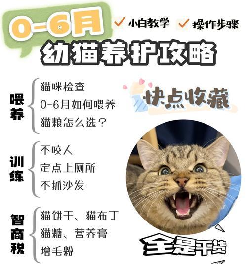布丁猫粮适合幼猫吗？如何正确喂食？