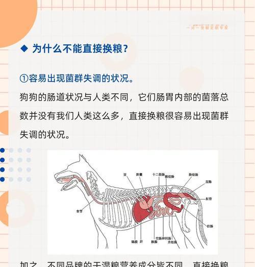 换粮猫不吃之前的粮了怎么回事？如何解决？