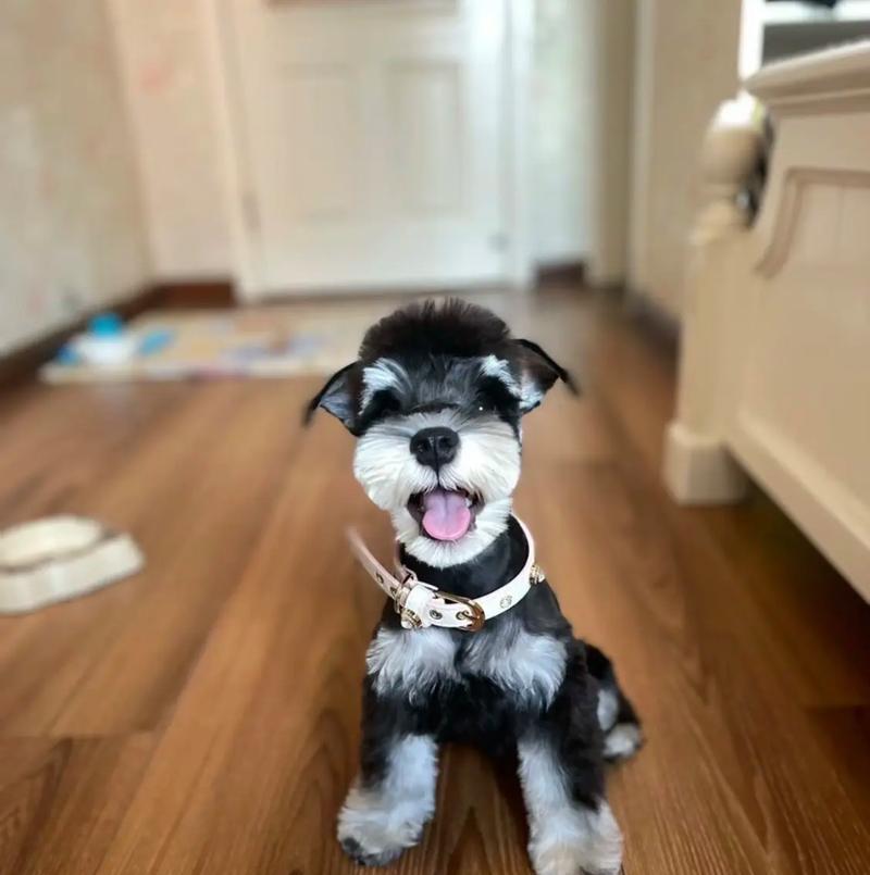 雪纳瑞幼犬出售常州店多少钱？购买雪纳瑞幼犬需要注意什么？