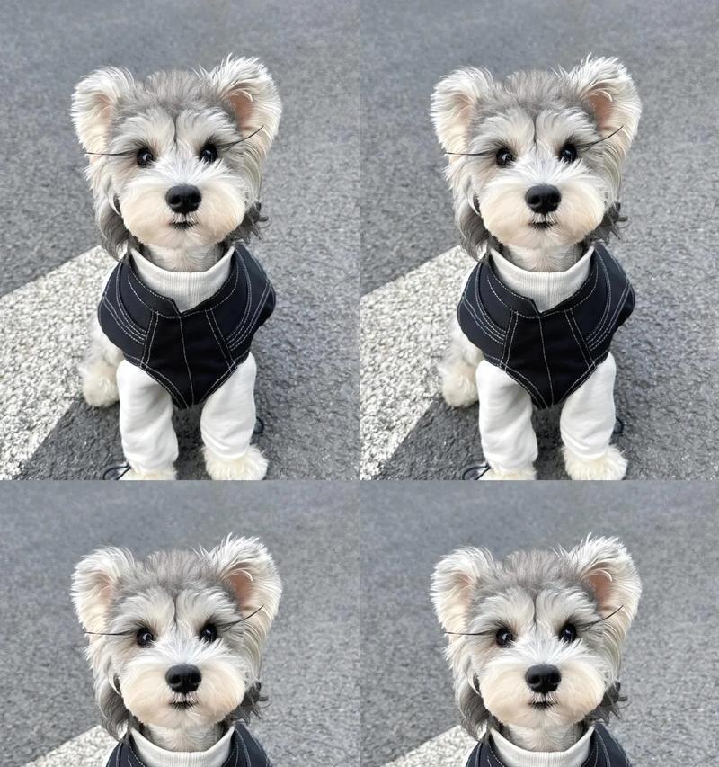 雪纳瑞幼犬出售常州店多少钱？购买雪纳瑞幼犬需要注意什么？