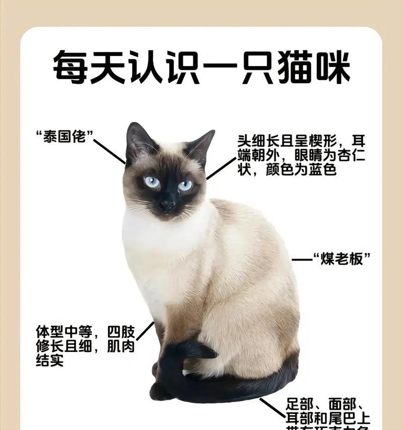 暹罗猫适合哪种猫粮？如何选择暹罗猫专用猫粮？