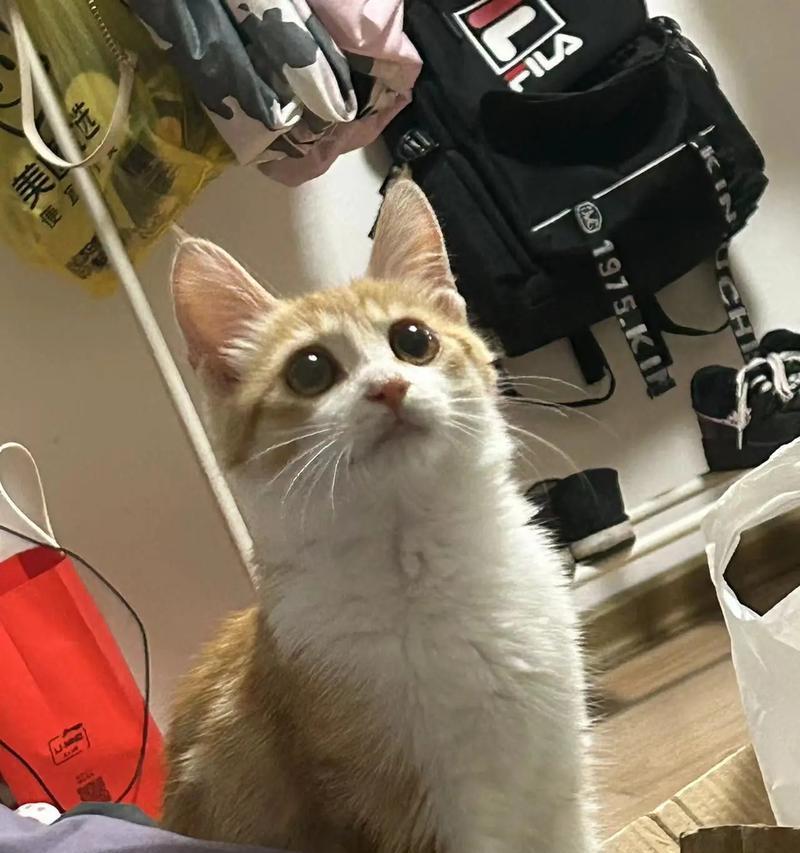 橘白猫适合哪种猫粮？