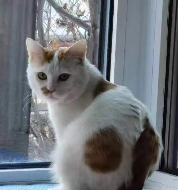 橘白猫适合哪种猫粮？