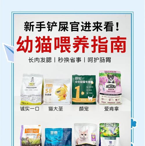 如何正确地为幼猫进行定点喂粮？有哪些注意事项？