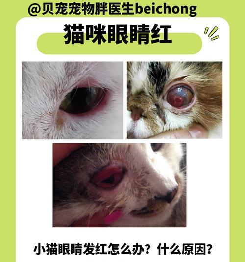 猫咪吃了猫粮后眼睛发红是什么原因？应该注意什么？