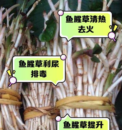 鱼腥草陈皮煮水有哪些功效和药用禁忌？