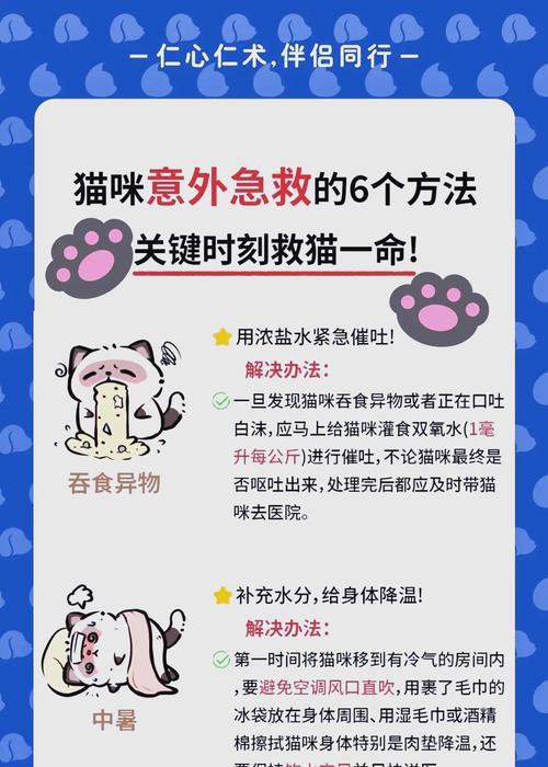 猫咪到家后没有猫粮的应急措施有哪些？