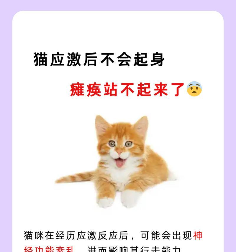 猫咪到家后没有猫粮的应急措施有哪些？