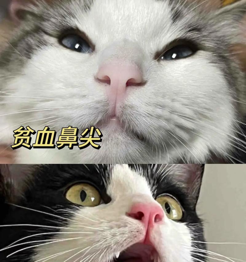 贫血小猫适合哪种猫粮？