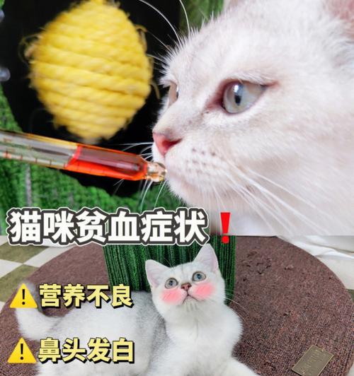 贫血小猫适合哪种猫粮？