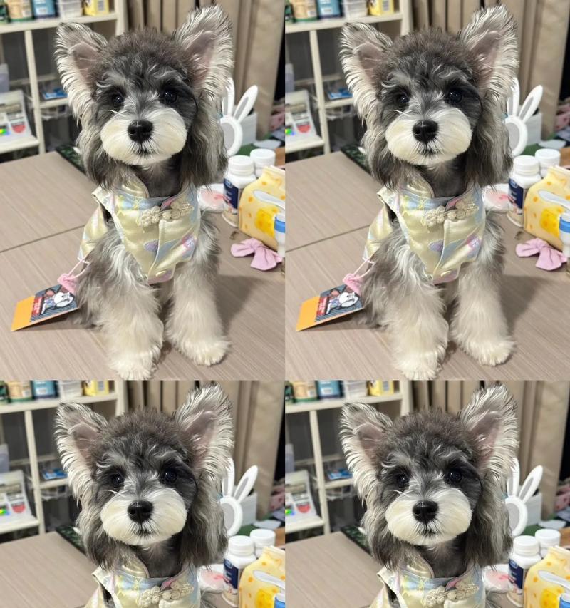 石河子宠物店雪纳瑞售价是多少？购买时应注意什么？
