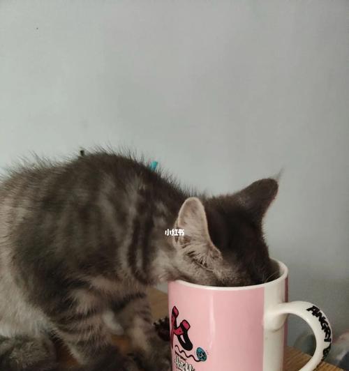 猫渴的话还吃猫粮吗为什么？猫咪饮水与进食习惯有何关联？