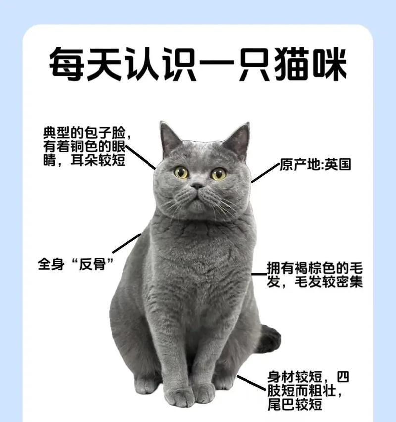 蓝猫怎么吃长得壮实的猫粮？选择哪种猫粮有助于猫咪健康成长？