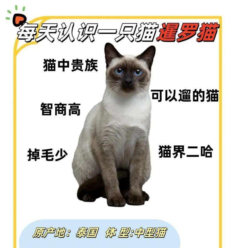 暹罗猫咀嚼猫粮的原因是什么？这样做对它们有害吗？