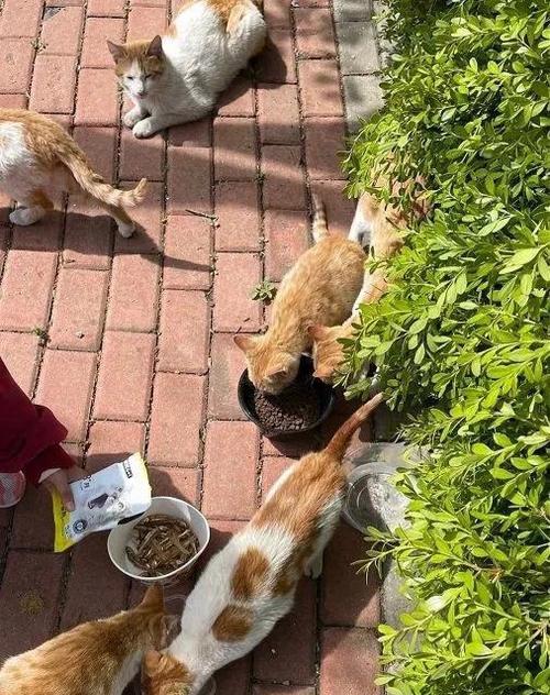 欧美人是如何喂猫粮的？他们的喂养方式有哪些特点？
