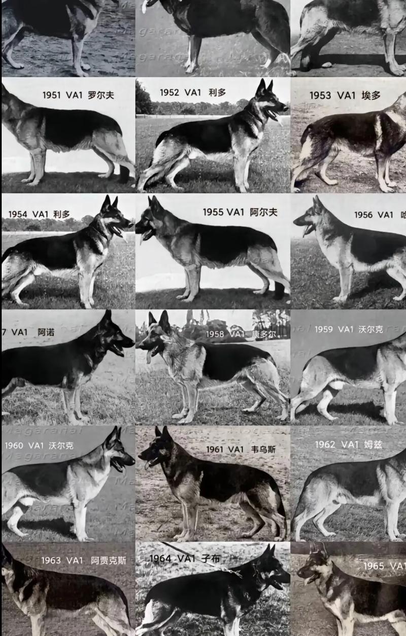 兽装德牧的价格是多少？