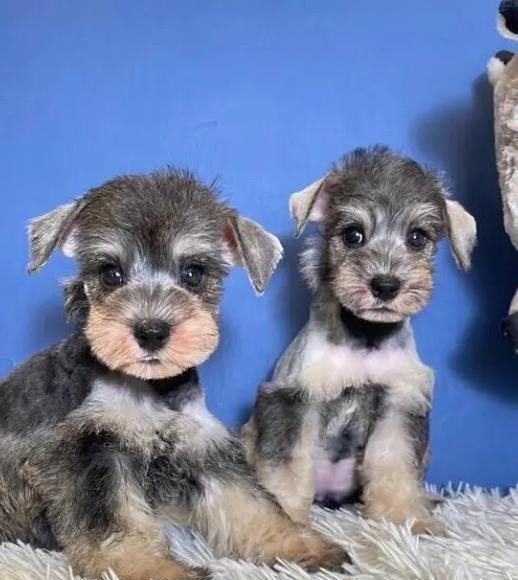 雪纳瑞小狗多少钱一只？雪纳瑞幼犬的售价是多少？