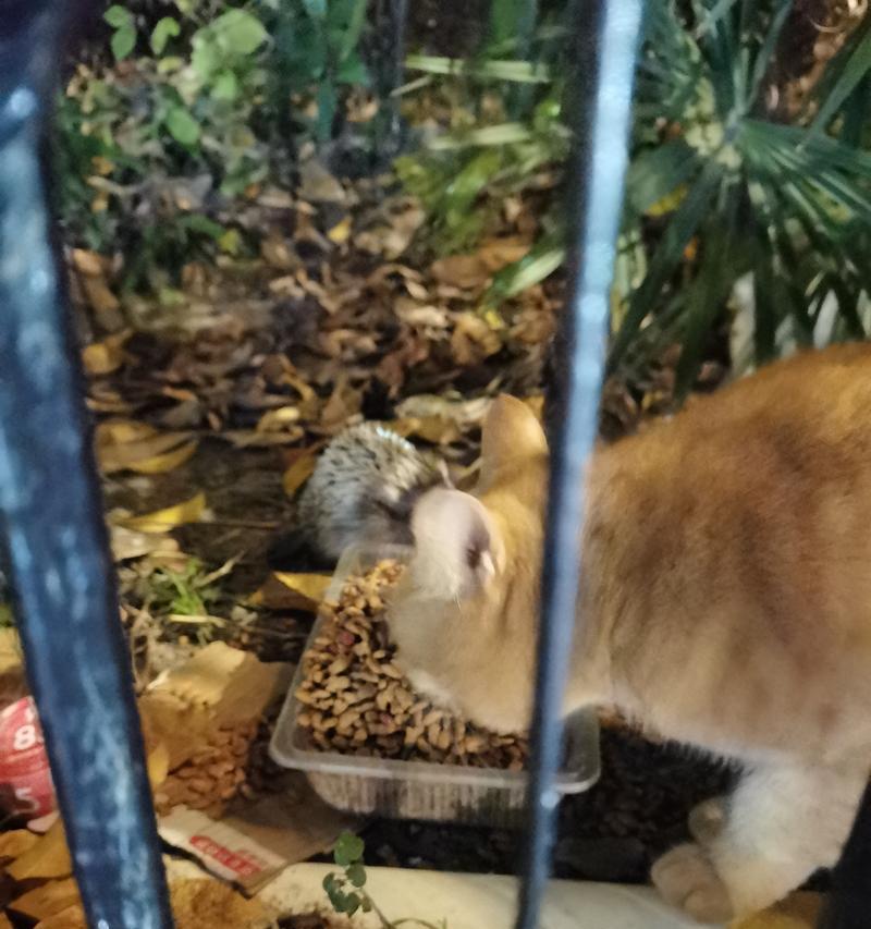 刺猬吃完猫粮后应该吃什么？如何调整饮食结构？