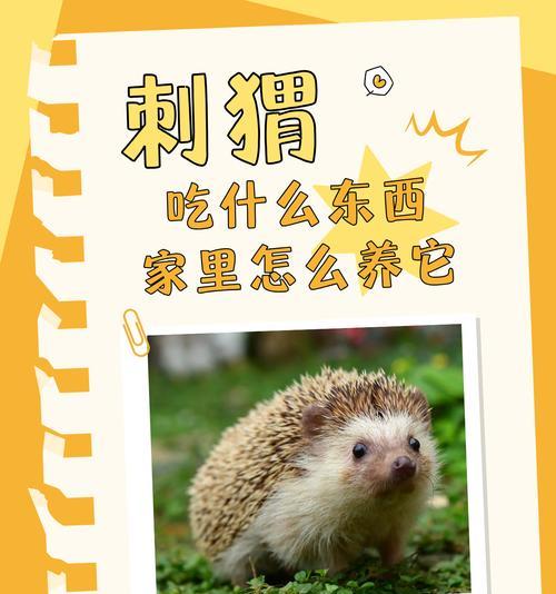 刺猬吃完猫粮后应该吃什么？如何调整饮食结构？