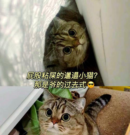 猫吃猫粮后在地上扒拉是什么原因？如何防止猫吃猫粮后在地上扒拉？