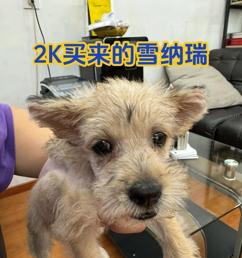 成年雪纳瑞的体重上限是多少？