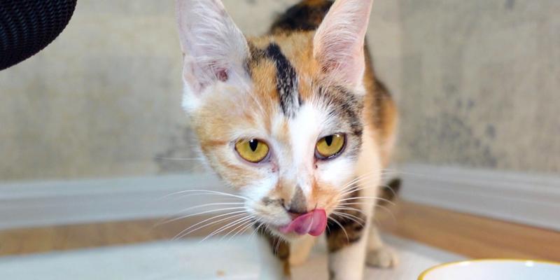 小猫为何要分次吃猫粮？