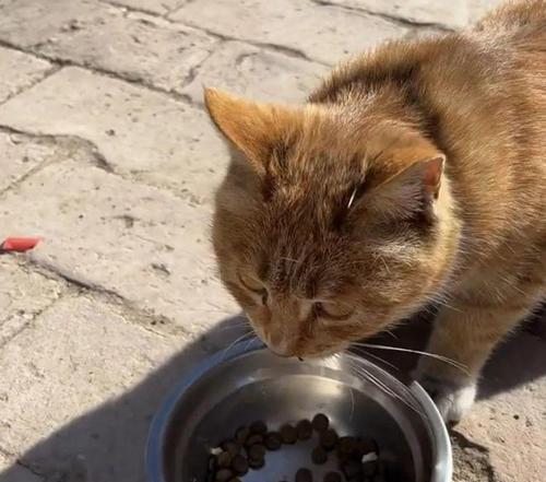 流浪猫没有猫粮时应该吃什么？如何帮助流浪猫？