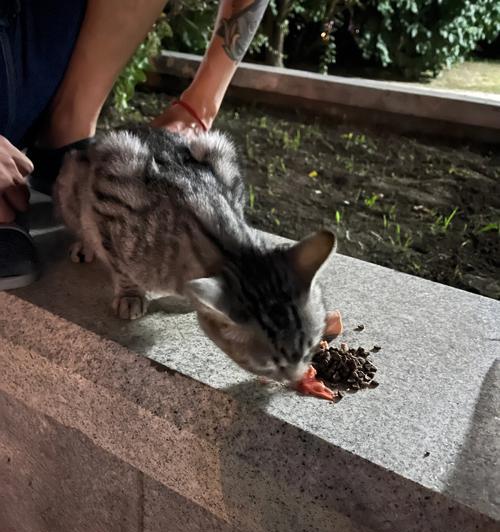 流浪猫没有猫粮时应该吃什么？如何帮助流浪猫？