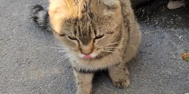 流浪猫没有猫粮时应该吃什么？如何帮助流浪猫？