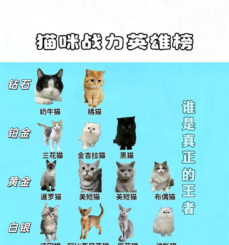 狸花猫没有猫粮时应该喂什么？有哪些替代食物？