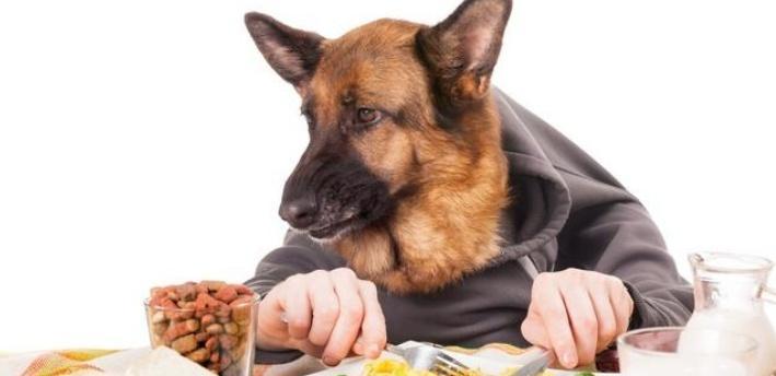 德牧每餐应该摄入多少食物？如何合理喂食？