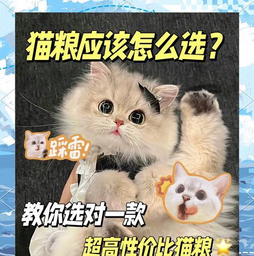 猫咪掉猫粮的玩具是什么？如何选择猫咪的猫粮玩具？