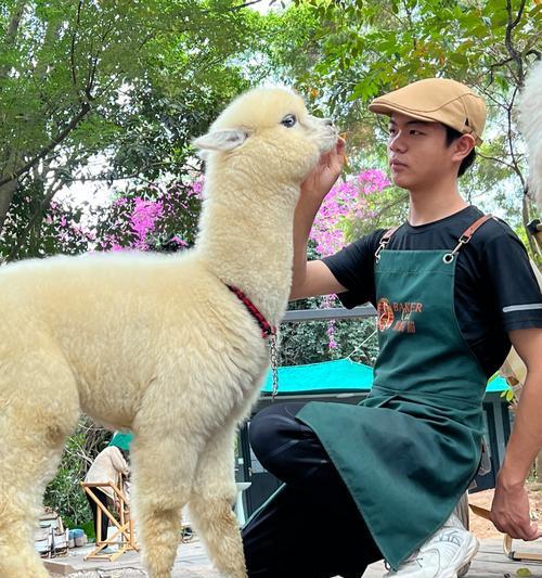 骑羊驼的正确方法是什么？让它背东西需要注意什么？
