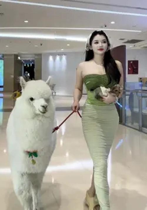 骑羊驼的正确方法是什么？让它背东西需要注意什么？