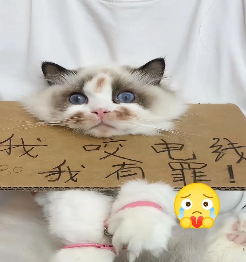 小奶猫发脾气时吃猫粮会怎样？猫粮对小奶猫情绪有何影响？
