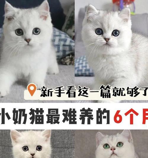 小奶猫发脾气时吃猫粮会怎样？猫粮对小奶猫情绪有何影响？