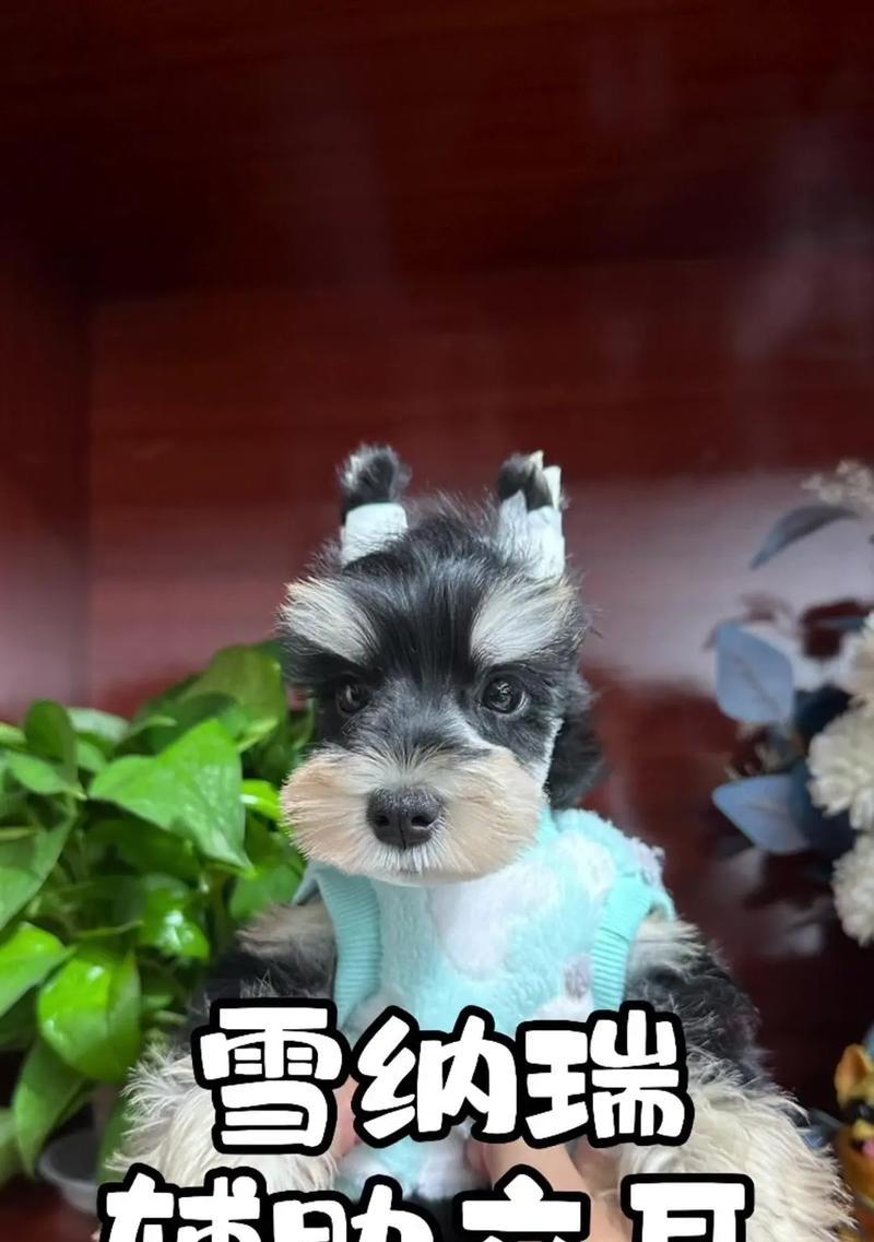 常州店雪纳瑞立耳手术的费用是多少？
