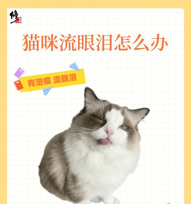 猫吃猫粮时哭泣是为什么？需要停止喂食吗？