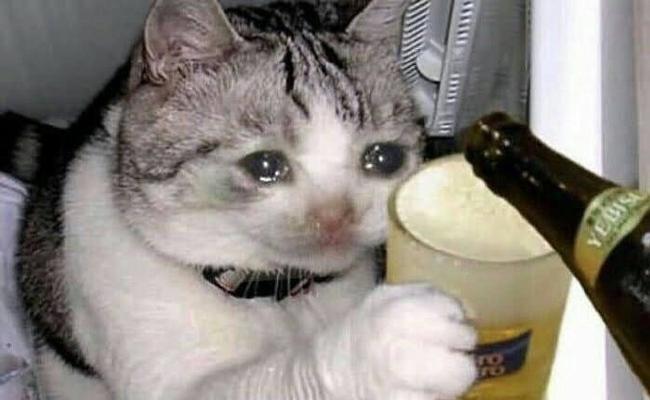 猫吃猫粮时哭泣是为什么？需要停止喂食吗？