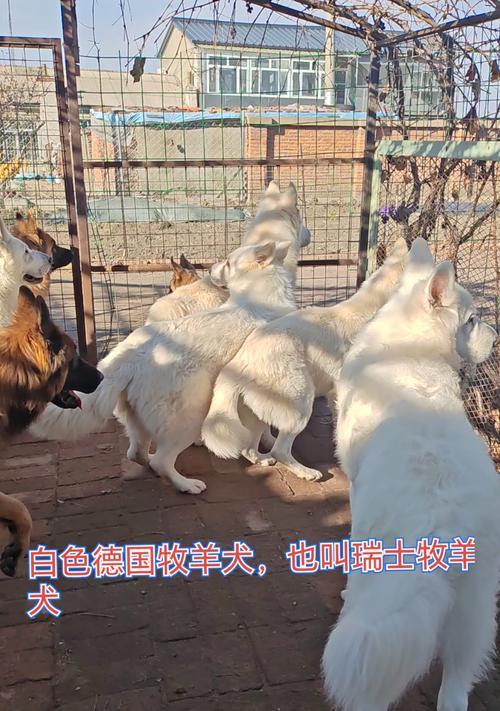 白色德牧长毛纯种多少钱？购买时需要注意哪些事项？