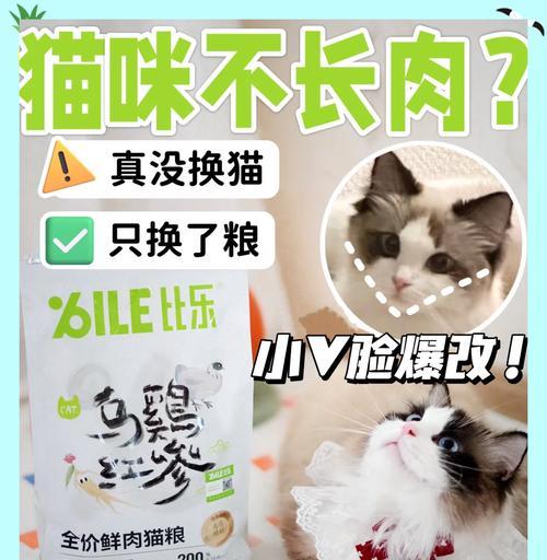 三口吃一碗猫粮会导致猫咪肥胖吗？原因是什么？