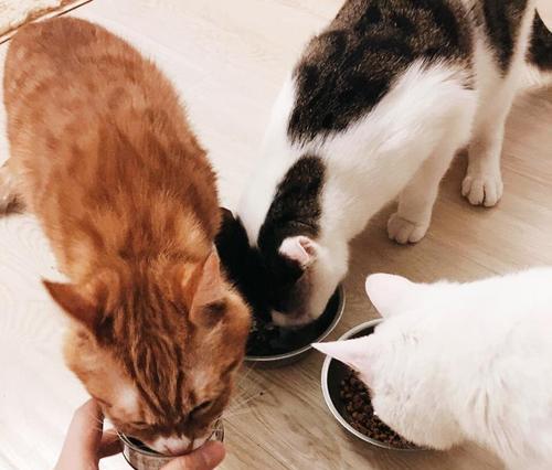 猫咪没有猫粮时应该给它吃什么？紧急情况下的处理方法？