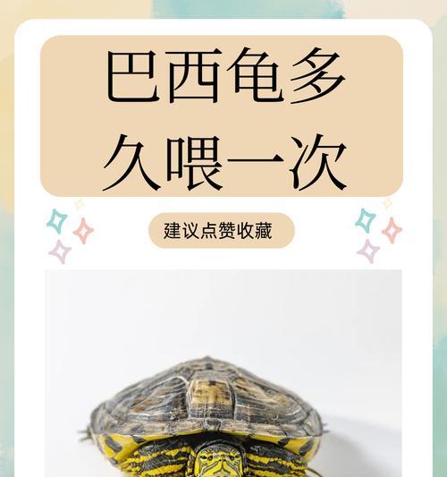 巴西龟换水频率是多少？不换水会怎样？