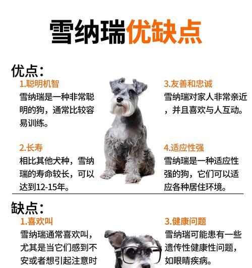 成年超小体雪纳瑞多少钱一只？购买时应考虑哪些因素？