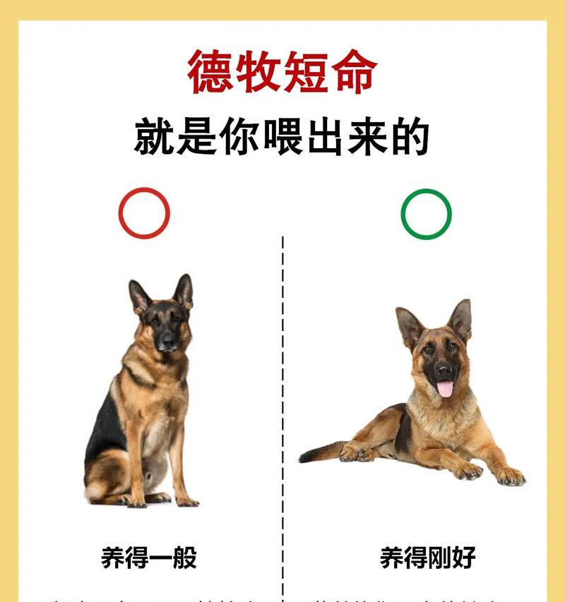 德牧每天应该吃多少胡萝卜？胡萝卜对德牧的健康有何影响？